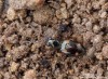 střevlíček (Brouci), Bembidion quadrimaculatum quadrimaculatum (Coleoptera)